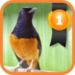 white-rumped shama android application logo